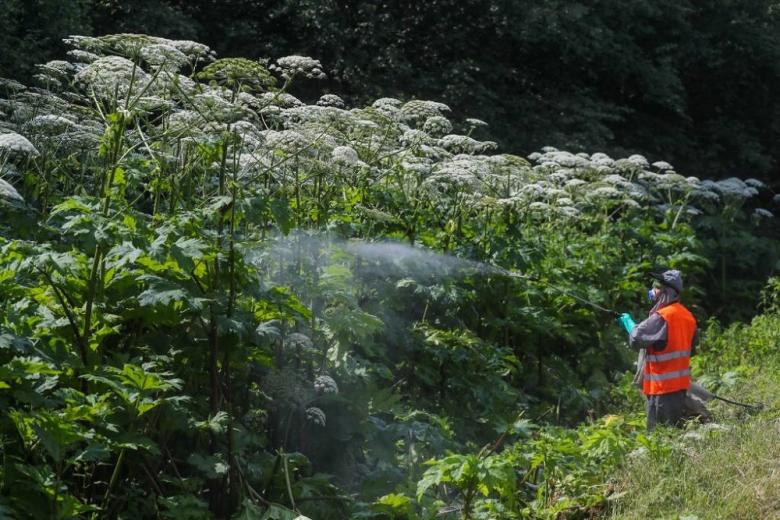 В России начнут изымать сельхозземли с сорняками